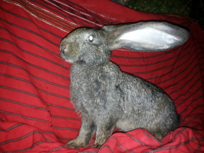 20140812_210219 - pui din 12 05 2014