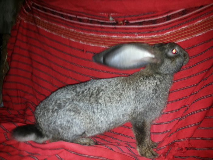 20140812_210232 - pui din 12 05 2014