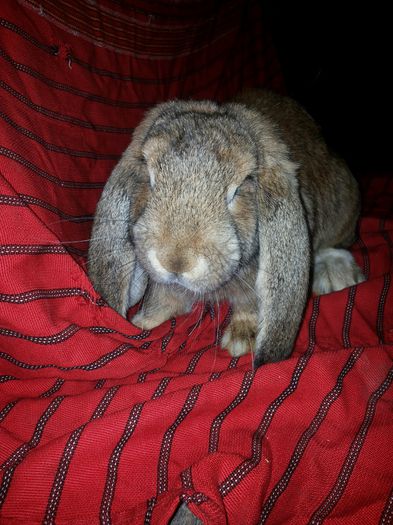 20140812_210856 - pui din 14 04 2014