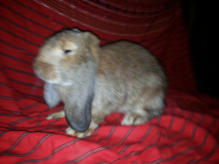 20140812_210843 - pui din 14 04 2014