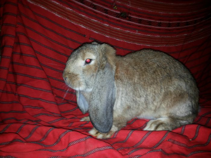 20140812_210841 - pui din 14 04 2014