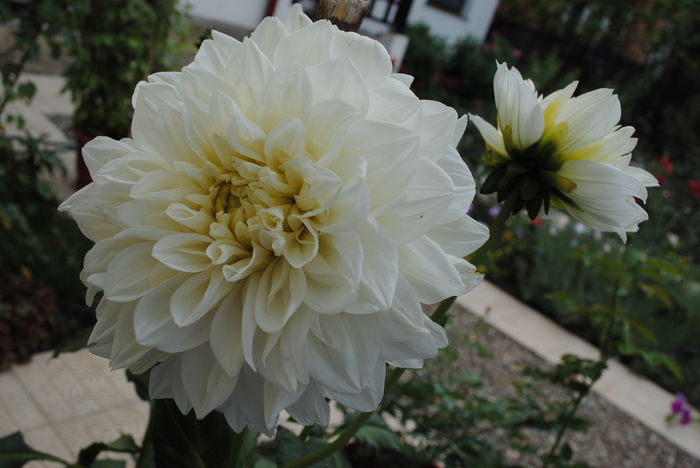 dalie decorativa White Perfection - yyy 2014 gradina mea