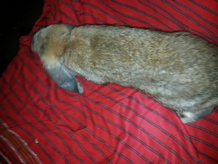 20140812_210804 - pui din 14 04 2014