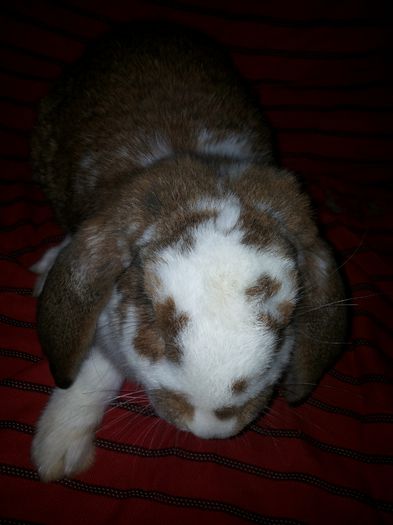 20140812_210515 - pui din 14 04 2014