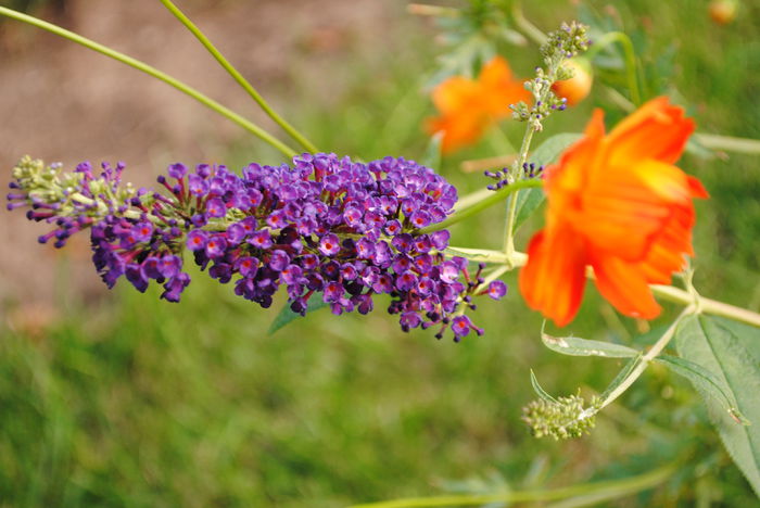 Buddleia and cosmos - yyy 2014 gradina mea