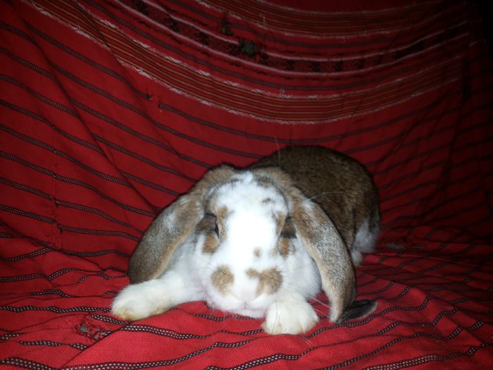 20140812_210355 - pui din 14 04 2014