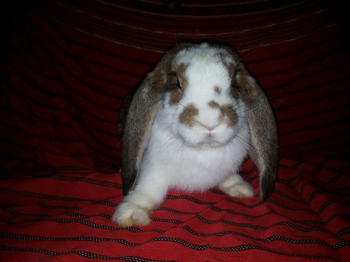 20140812_210508 - pui din 14 04 2014