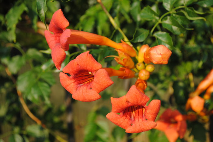 pipa turcului( campsis radicans) - yyy 2014 gradina mea