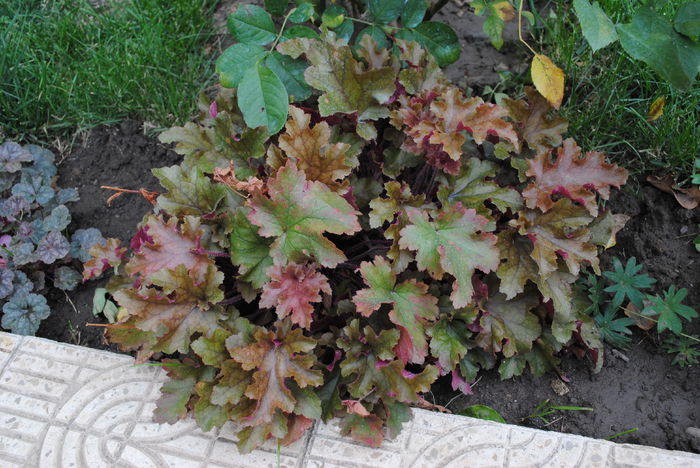 heuchera marmelade - yyy 2014 gradina mea