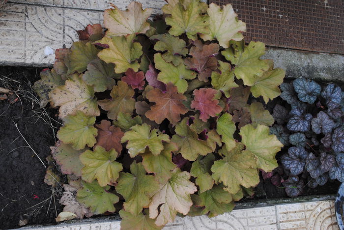 heuchera caramel - yyy 2014 gradina mea