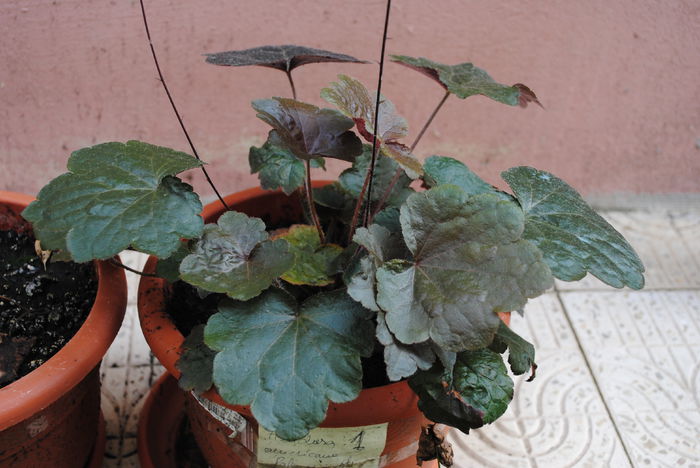 heuchera americana palace purple - yyy 2014 gradina mea