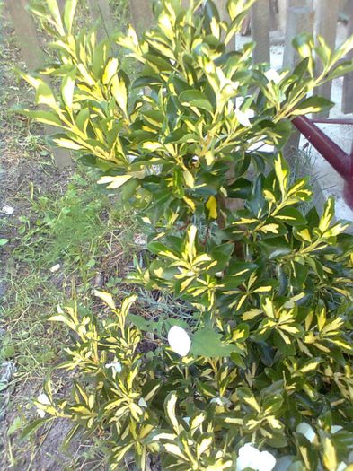 Euonymus Fortunei Sunspot - Arbusti ornamentali