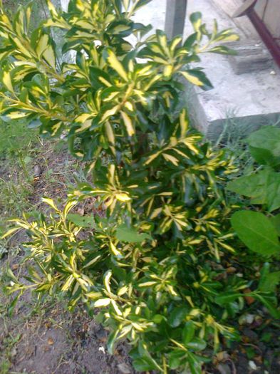 Euonymus Fortunei Sunspot - Arbusti ornamentali