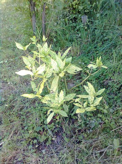 AUCUBA JAPONICA 'CROTONIFOLIA' - Arbusti ornamentali