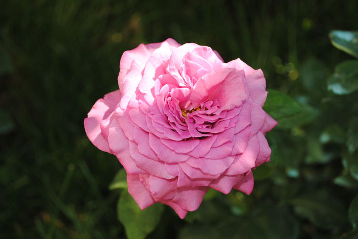 Claude Brasseur, 14 aug
