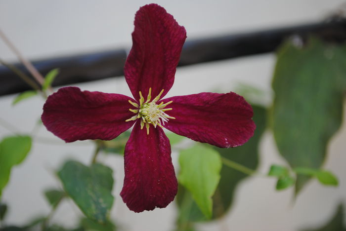 clematis Vitiwester, 14 aug