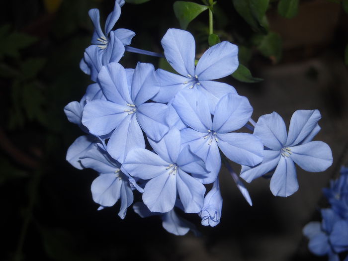 Un albastru superb, multumesc !