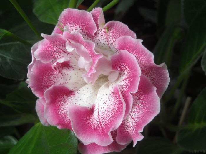  - 0 Zambetul florilor