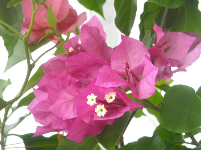  - 0 Zambetul florilor