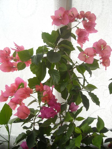  - 0 Zambetul florilor