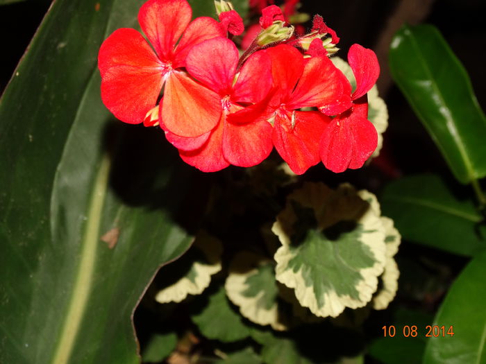 DSC06790