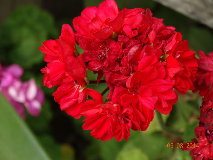 DSC06396
