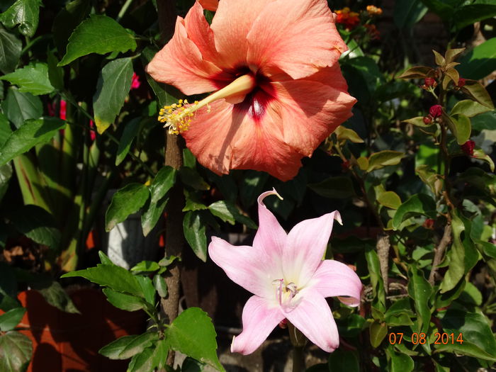 DSC06501