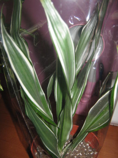 Dracaena; Dracena de la Kaufland
