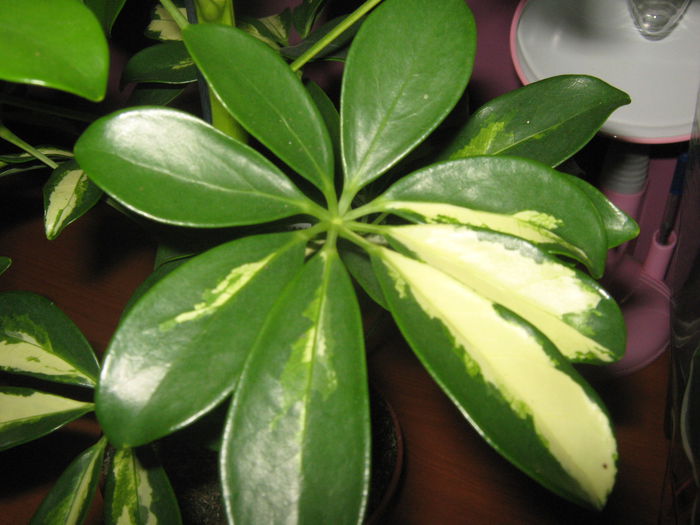 Scheflera variegata