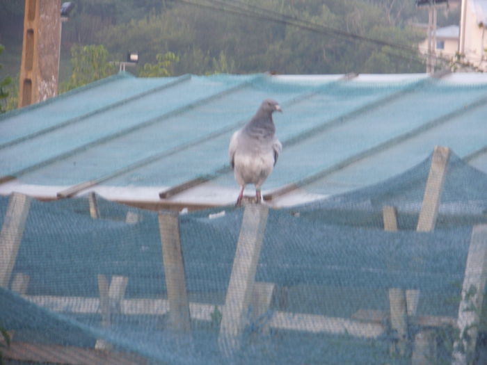 chiar aici a poposit o noapte,ostenit,cred,de-atata zbor