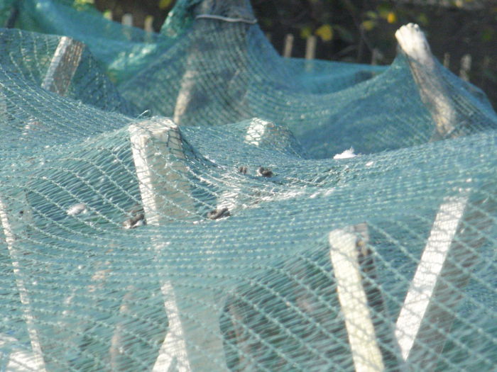 ce a ramas dupa toaletare - vara 2014