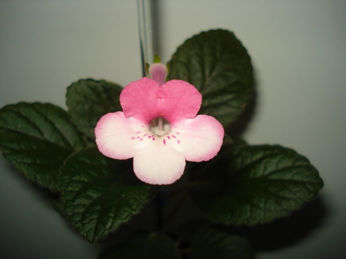 Stones Yulia - SINNINGIA DE LA A - Z