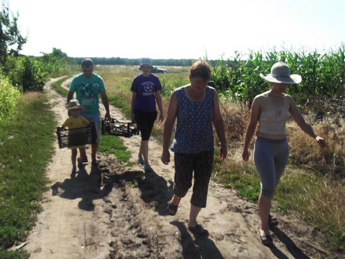 DSCF8306 - La cules de lavanda