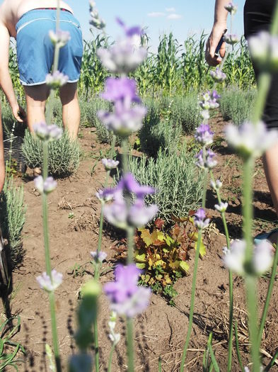 DSCF8309 - La cules de lavanda