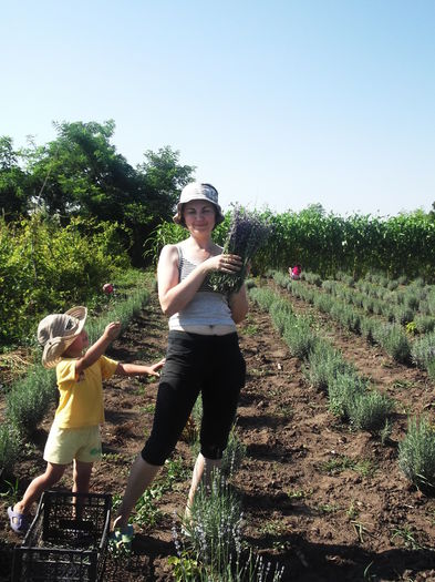 DSCF8313 - La cules de lavanda