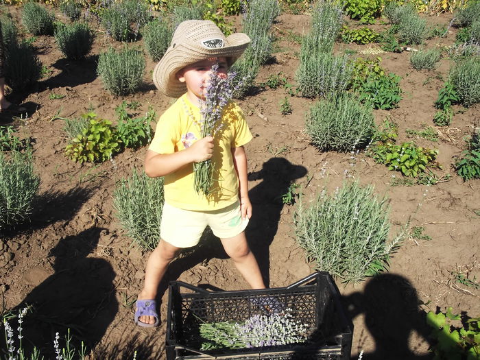 DSCF8316 - La cules de lavanda