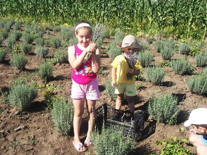 DSCF8319 - La cules de lavanda