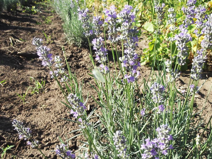 DSCF8328 - La cules de lavanda