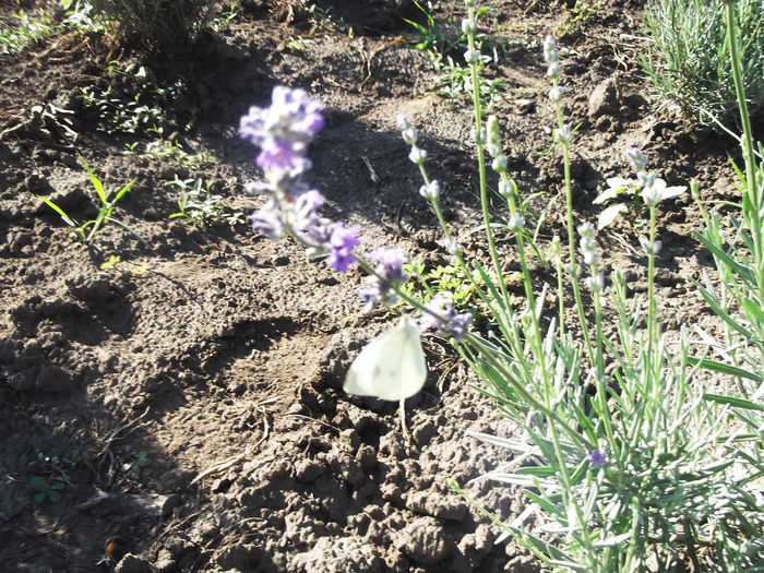 DSCF8329 - La cules de lavanda