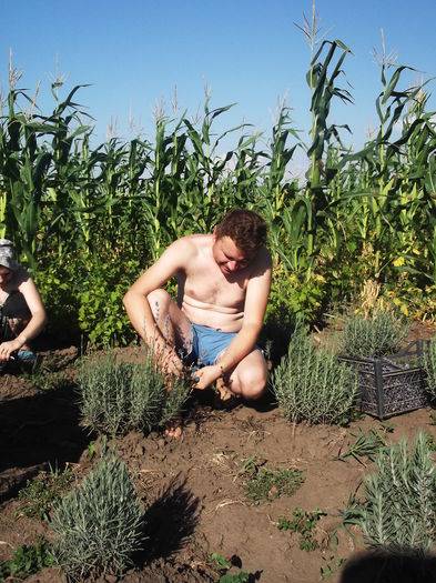 DSCF8336 - La cules de lavanda