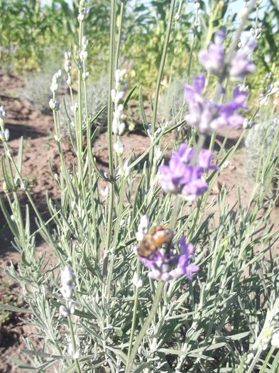 DSCF8337 - La cules de lavanda