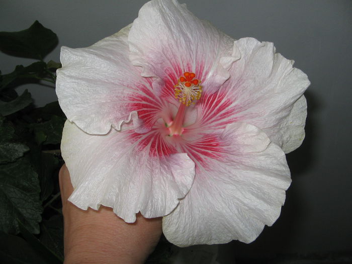 IMG_1000 - Hibiscus 2