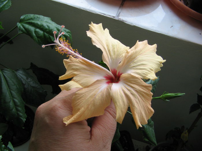 IMG_1001 - Hibiscus 2