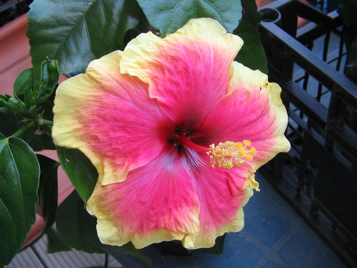 IMG_1039 - Hibiscus 2