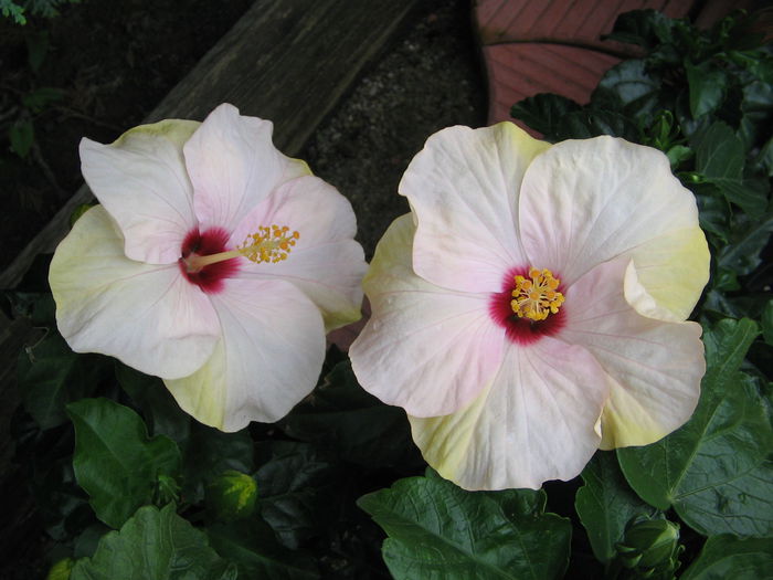 IMG_1052 - Hibiscus 2