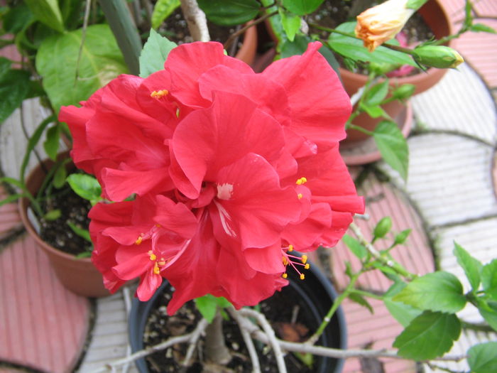 IMG_1054 - Hibiscus 2