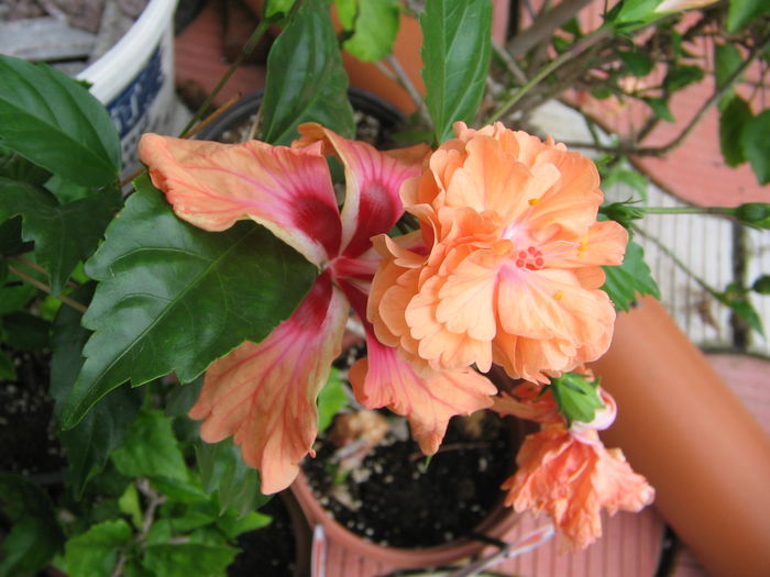 IMG_1056 - Hibiscus 2