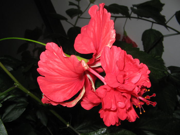 IMG_1059 - Hibiscus 2