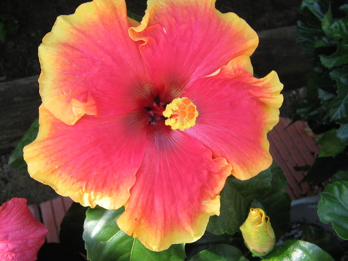 IMG_1062 - Hibiscus 2