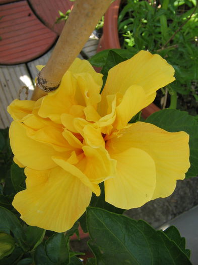 IMG_1066 - Hibiscus 2